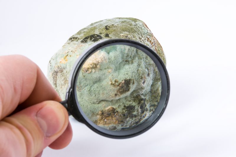 Cost of Mold Services — Cost of Mold Services