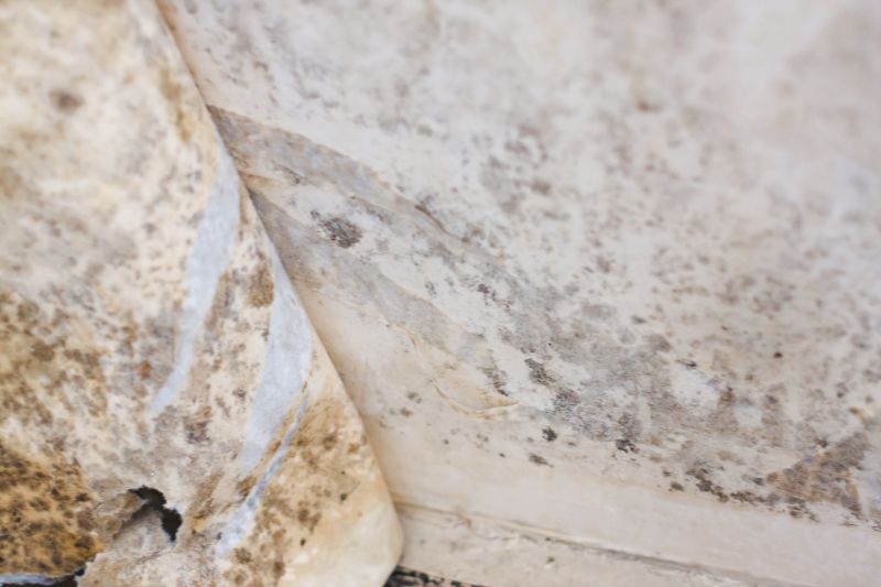 Mold Abatement Service in Jupiter, FL