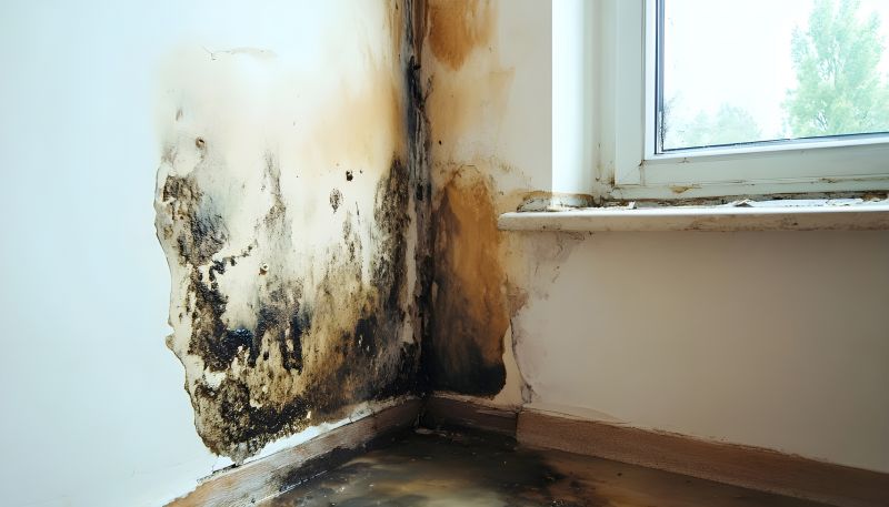 Mold Mitigation Service in Jupiter, FL