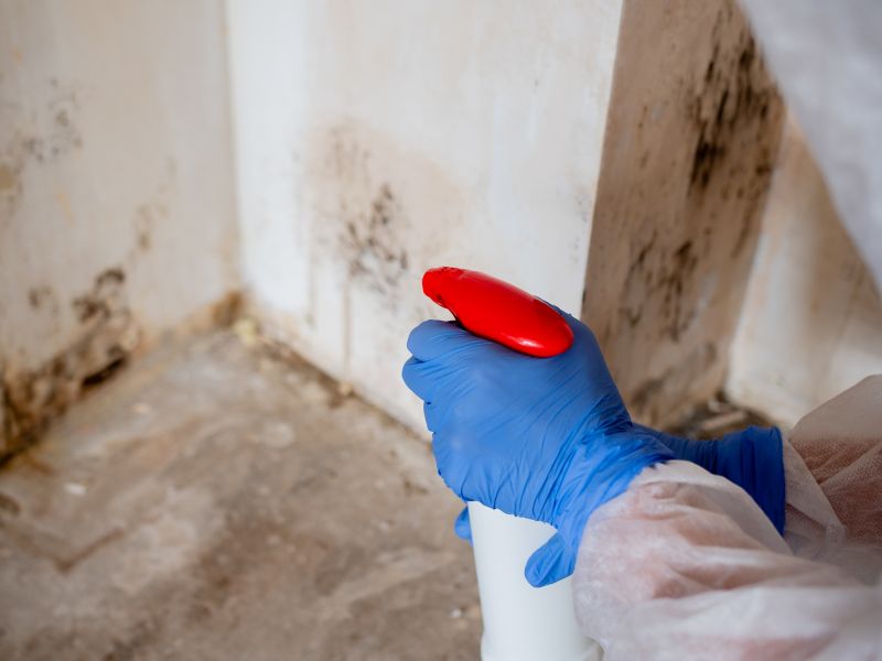 Mold Damage Restoration