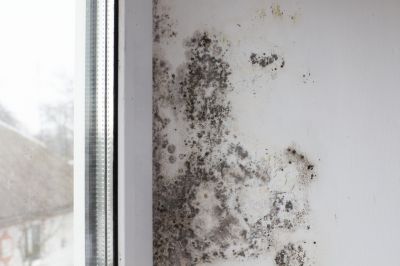 White Mold Mitigation in Essex County, NJ